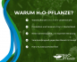 Preview: Wasserfeder - Hottonia palustris